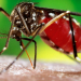 Dengue: Una trampa que evita la metamorfosis de la larva