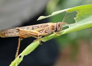 INTA Y SENASA " Analizan el impacto que provoco la plaga de langostas en cinco provincias"