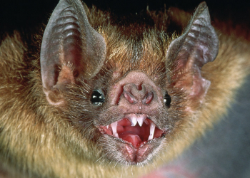 SENASA-Lizarraga: Los casos de rabia bovina se encuentran controlados y son menos de los esperados