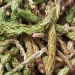 Científicos argentinos hallaron propiedades neuroprotectoras en una planta afrodisíaca