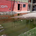 Estanque y criadero de aedes aegypti en Azopardo