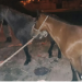 Cuerpo de Caballería: secuestró veinticinco animales sueltos en rutas y calles de la provincia