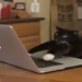 CUANDO CHATEAS CON TUS AMIGAS
