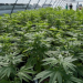 Santa Fe busca importar cannabis de Uruguay para fabricar aceite de uso medicinal