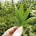 Los canadienses consumen hoy casi tanta marihuana como vino