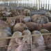 Crean un sistema para formalizar el mercado de carne porcina