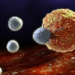 El cáncer podría estar relacionado con el envejecimiento del sistema inmunológico