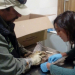 Rescataron a un halcón peregrino