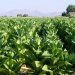 Productores coinciden con Pascuttini en el rechazo al precio acordado en Salta