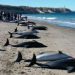 Más de 60 delfines quedaron varados en las playas de Puerto Madryn