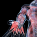Descubren una característica hasta ahora desconocida de la anatomía humana