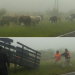 Secuestraron animales sueltos en la vía pública