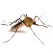 Descubren en China el mosquito más grande del mundo