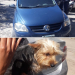 Recuperan un perro robado en el barrio Malvinas
