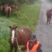 Gran cantidad de secuestros de animales sueltos en toda la Provincia