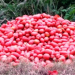 Por inviabilidad comercial, los productores tiraron los tomates y reclaman Ley de Emergencia