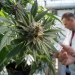 El estado cultivará marihuana para exportación y con fines medicinales en la finca el Pongo
