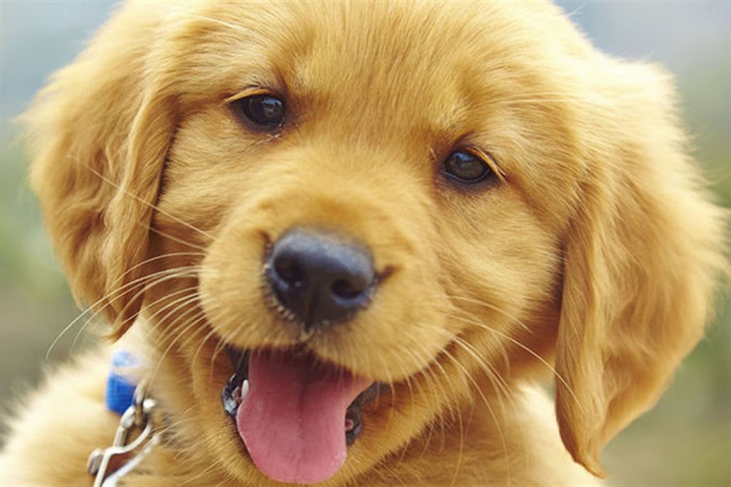 Cinco trucos para que los pelos de tus mascotas no te enloquezcan