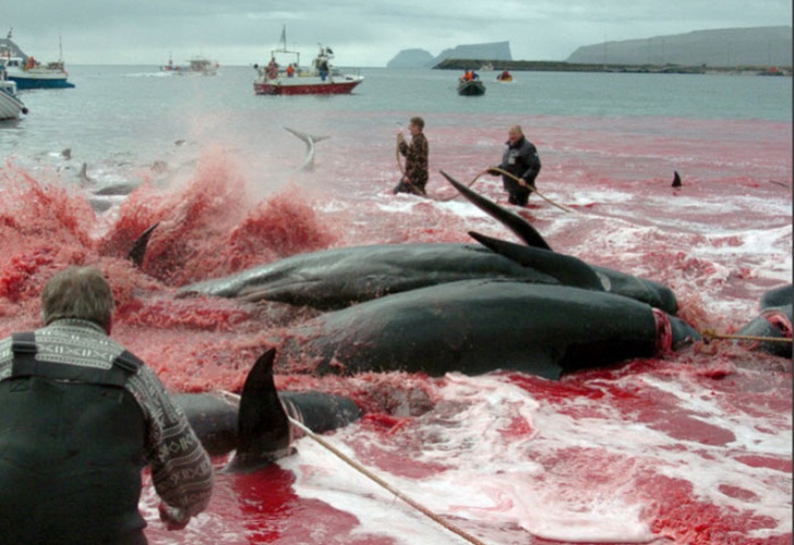 Realizan matanza tradicional de ballenas en Dinamarca, Fuertes imágenes