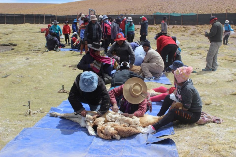 Destacan modelo jujeño de esquila de vicuña en silvestria