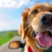 Científicos argentinos desarrollaron una fórmula para mejorar y prolongar la vida de los perros