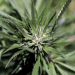 Coca-Cola analiza desarrollar bebidas con cannabis para tratar dolores musculares