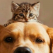 ¿Tu perro o gato te sigue a todos lados? Esta es la razón
