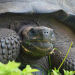 Denuncian robo de 123 tortugas bebés de centro de crianza en Galápagos