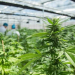 El gobierno establece los requisitos para la producción de cannabis medicinal