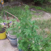 Hallaron un cadáver y plantines de marihuana junto al cuerpo