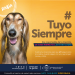 Recomiendan cumplir el protocolo ante mordeduras de perros