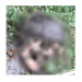 Hallaron la cabeza cercenada de una persona