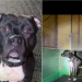 Héroe salvó a bebé de brutal ataque de un pitbull