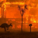 Murieron más de 480 millones de animales por los incendios
