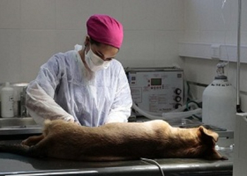 Balance de la campaña de vacunación antirrábica y esterilización municipal