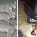 En el Día del Animal, violó la cuarentena y cazó un puma y dos cachorros