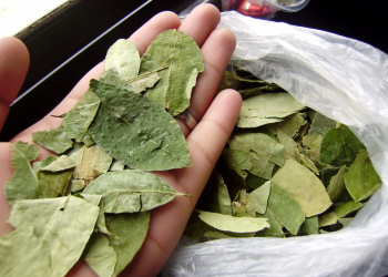 Buscan regular el ingreso de hojas de coca, que hoy cuestan hasta 15 mil pesos el kilo