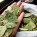 Buscan regular el ingreso de hojas de coca, que hoy cuestan hasta 15 mil pesos el kilo