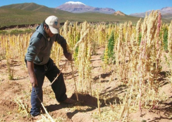 Analizan un protocolo que permita  reactivar la economía puneña