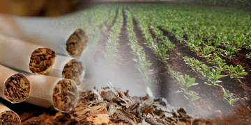 Malestar de los productores por demoras en la fijación del precio del tabaco