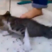 Repudiable: tres jóvenes mataron a un gato a pisotones para cumplir un desafío viral