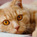 Tienes gatos ? Te gustaría comprender qué es lo que quieren decirte?