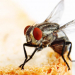 ¿Las moscas pueden trasladar el coronavirus?