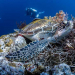 Día Mundial de las Tortugas Marinas