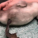 Indignante: un runner pateó a un cisne bebé y le provocó daño cerebral severo