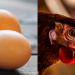 ¿Que fue primero,el huevo o la gallina? (curiosidad del día)