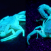 ¿Sabias que los escorpiones brillan bajo la luz ultra violeta?