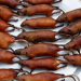 Las ratas que venden en mercados asiáticos albergan múltiples virus