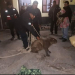 Rescataron a un carpincho que cayó a la alcantarilla tras ser perseguido por perros