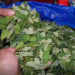 ¿Se prohibiría su venta? El coqueo sería muy peligroso y una vía de contagio de coronavirus